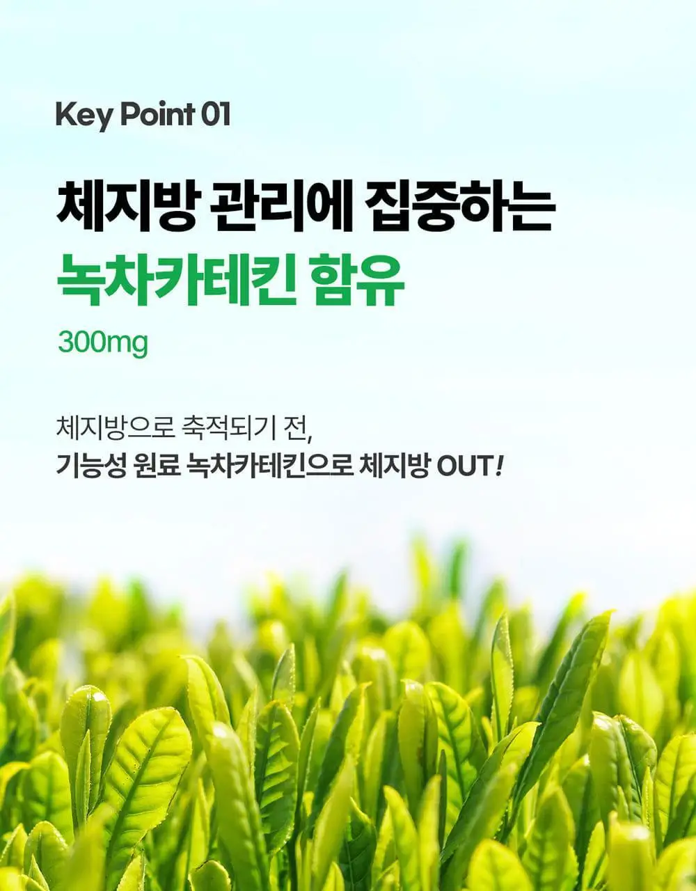 [4일 추가증정] 그린몬스터 다이어트 체지방쏙/쾌변쑥 기획세트 상세페이지 40